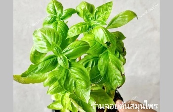 ลักษณะพฤกษศาสตร์ของต้นโหระพาฝรั่ง