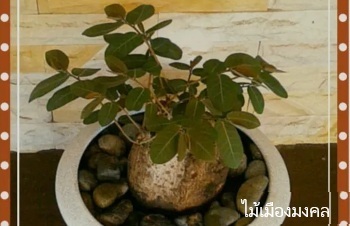 ลักษณะพฤกษศาสตร์ของต้นมะยมเงินมะยมทอง