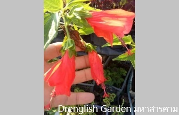 ลักษณะพฤกษศาสตร์ของต้นชบาหนู