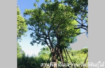 ลักษณะพฤกษศาสตร์ของต้นตะลุมพุก