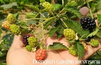 ลักษณะพฤกษศาสตร์ของต้นแบล็คเบอร์รี่