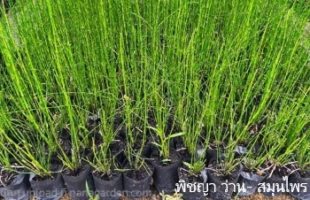 ลักษณะพฤกษศาสตร์ของต้นหญ้าถอดปล้อง