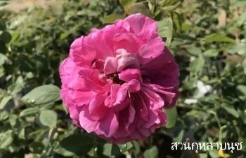 ลักษณะพฤกษศาสตร์ของต้นกุหลาบจุฬาลงกรณ์