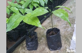 ลักษณะพฤกษศาสตร์ของต้นเนียง