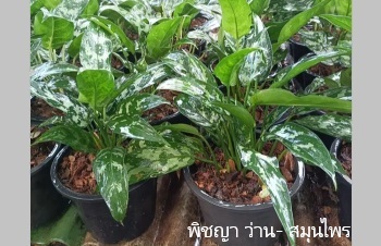 ลักษณะพฤกษศาสตร์ของต้นเขียวหมื่นปี