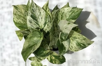 ลักษณะพฤกษศาสตร์ของต้นราชินีหินอ่อน