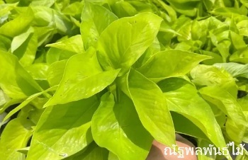 ลักษณะพฤกษศาสตร์ของพลูทอง