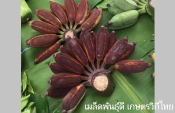 ลักษณะพฤกษศาสตร์ของต้นกล้วยน้ำว้าดำ