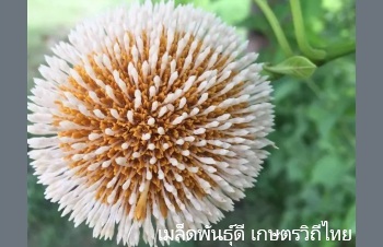 ลักษณะพฤกษศาสตร์ของต้นตะกู