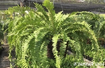 ลักษณะพฤกษศาสตร์ของต้นเฟิร์นบริพัตร