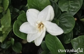 ลักษณะพฤกษศาสตร์ของต้นพุดทูอินวัน