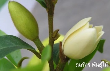 ลักษณะพฤกษศาสตร์ของต้นจำปีแขก