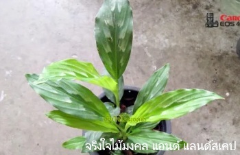 ลักษณะพฤกษศาสตร์ของต้นว่านทิพยเนตร