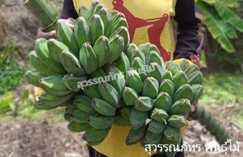 ลักษณะพฤกษศาสตร์ของต้นกล้วยหิน