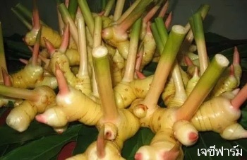 ลักษณะพฤกษศาสตร์ของต้นข่า