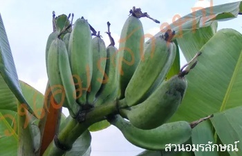ลักษณะพฤกษศาสตร์ของต้นกล้วยเทพรส