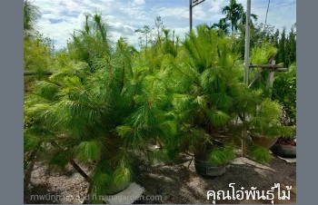 ลักษณะพฤกษศาสตร์ของต้นสนสามใบ