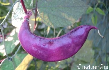 ลักษณะพฤกษศาสตร์ของต้นถั่วแปบ