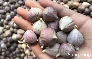 ลักษณะพฤกษศาสตร์ของต้นกระเทียมโทน