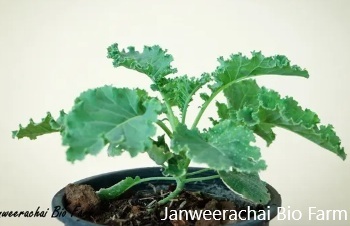 ลักษณะพฤกษศาสตร์ของผักเคล