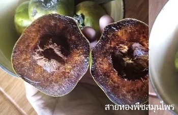 ลักษณะพฤกษศาสตร์ของต้นพลับช็อกโกแลต