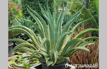 ลักษณะพฤกษศาสตร์ของต้นอากาเว่ปากนกแก้ว