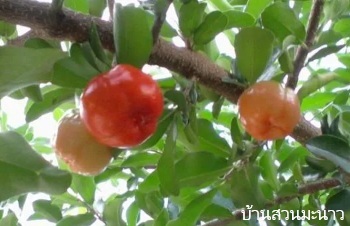 ลักษณะพฤกษศาสตร์ของต้นเชอร์รี่สเปน