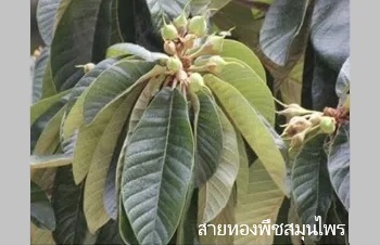 ลักษณะพฤกษศาสตร์ของต้นมะซาง