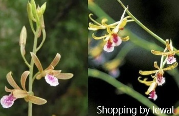 ลักษณะพฤกษศาสตร์ของต้นว่านเขาควายใหญ่