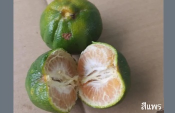 ลักษณะพฤกษศาสตร์ของต้นส้มแป้นขี้ม้า