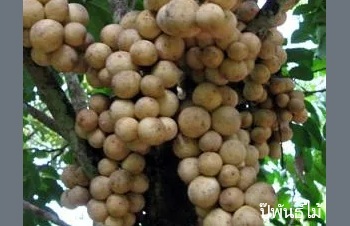 ลักษณะพฤกษศาสตร์ของต้นลองกอง