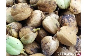 ลักษณะพฤกษศาสตร์ของต้นสลอด