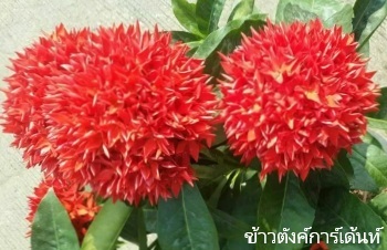 ลักษณะพฤกษศาสตร์ของต้นเข็มแดง