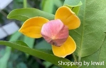 ลักษณะพฤกษศาสตร์ของต้นกลายม่วง