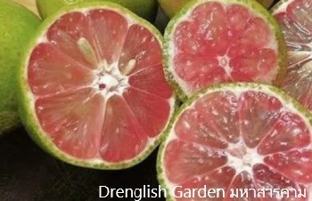 ลักษณะพฤกษศาสตร์ของต้นมะนาวสีชมพู