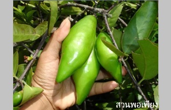 ลักษณะพฤกษศาสตร์ของต้นมะดัน