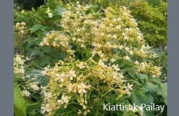 ลักษณะพฤกษศาสตร์ของต้นพนมสวรรค์