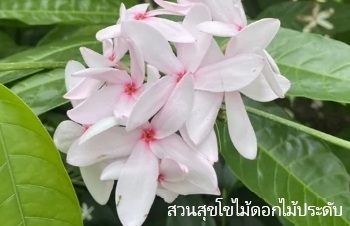 ลักษณะพฤกษศาสตร์ของต้นพุดชมพู