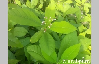 ลักษณะพฤกษศาสตร์ของต้นระย่อม