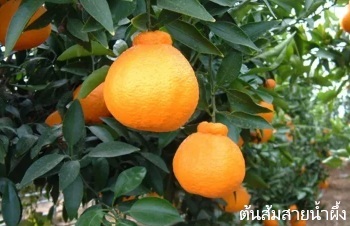 ลักษณะพฤกษศาสตร์ของต้นส้มเดกาปอง