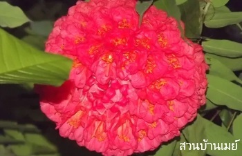 ลักษณะพฤกษศาสตร์ของต้นอโศกสปัน