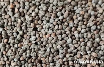 ลักษณะพฤกษศาสตร์ของต้นงาขี้ม้อน