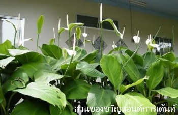 ลักษณะพฤกษศาสตร์ของต้นเดหลีใบกล้วย