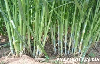 ลักษณะพฤษศาสตร์ของต้นหญ้าเนเปียร์