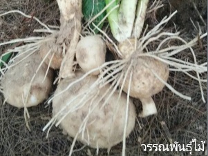 ลักษณะพฤกษศาสตร์ของต้นเท้ายายม่อม