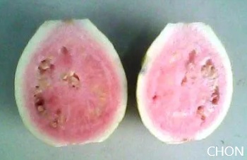 ลักษณะพฤกษศาสตร์ของต้นฝรั่งขี้นก