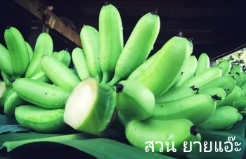 ลักษณะพฤกษศาสตร์ของต้นกล้วยไข่