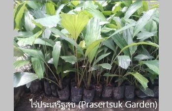 ลักษณะพฤกษศาสตร์ของต้นศรีสยาม