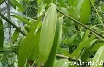 ลักษณะพฤกษศาสตร์ของต้นอบเชยไทย