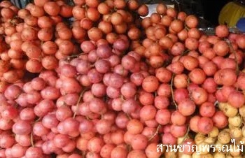 ลักษณะพฤกษศาสตร์ของต้นมะไฟแดง